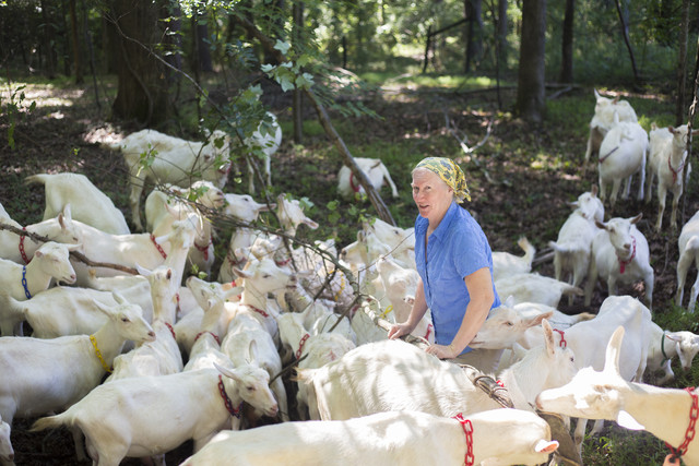 Mary Rigdon Hart with her goats on Decimal Place Farm
