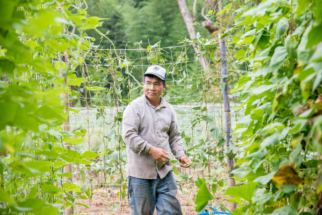 a farmer harvesting green beans
